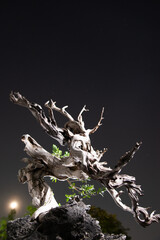 Bantigue bonsai  tree standing alone at the night sky with shinning moon on background