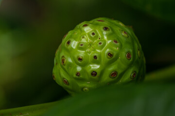close up of a noni morinda citrifolia plant