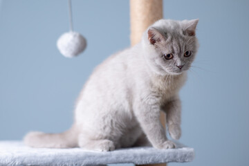 grey white Scottish Fold playing on cat playground in clean mood