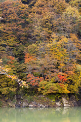 Autumn leaves in the Okususobana Valley