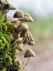 Hongos en la corteza de un árbol