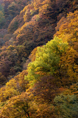 Autumn leaves in the Okususobana Valley