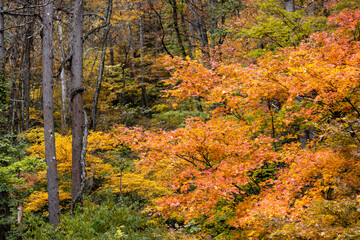 Autumn leaves in the Okususobana Valley