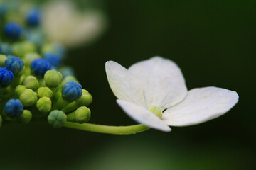 あじさいのアップ