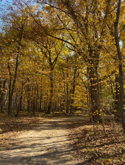 Obraz premium Winding trail in Cook County Forest Preserve on a late autumn afternoon