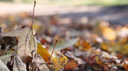Fototapeta na wymiar Ground level view of a pile of fallen leaves on a path with bokeh background.