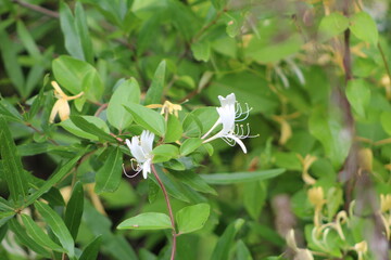 white flower