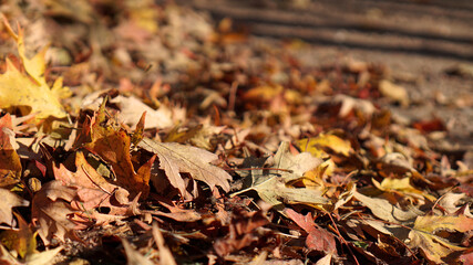 Ground level view of a pile of fallen leaves on a path with bokeh background.