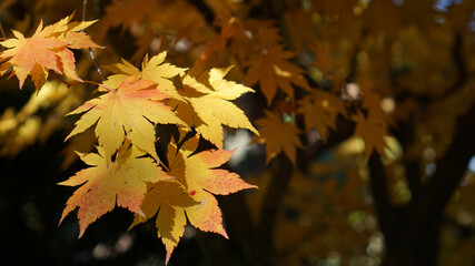 Changing leaves of a Purple Bloom Maple Tree (Acer pseudosieboldianum) in autumn