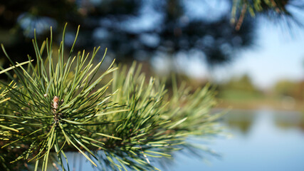 Close up of a branch of a Scots Pine tree in front of a pond with bokeh background