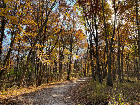 Winding trail in Cook County Forest Preserve on a late autumn afternoon