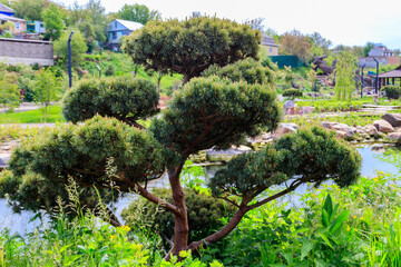 Yew (Taxus baccata) bonsai in the garden