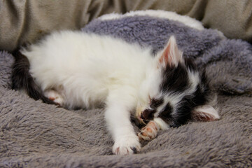 Cute little kitten sleeping in a grey cat bed