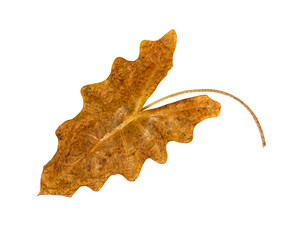 Naklejka premium brown leaves isolated on white background