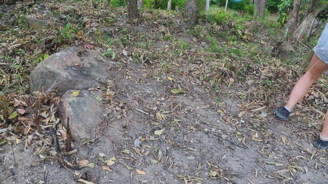 Gardener woman rake leaves dry grass in forest, Cleaning with rake tool dry grass in the spring, while camping in the forest. Woman wearing jeans half pant working in the forest.