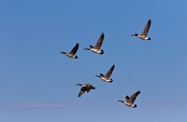 Flock of Canada geese in flight