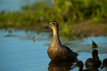  The mallard or wild duck (Anas platyrhynchos)- hen on the river bank