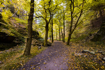 Obraz premium Underwood path with yellow leaves