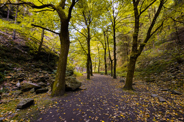 Underwood path with yellow leaves