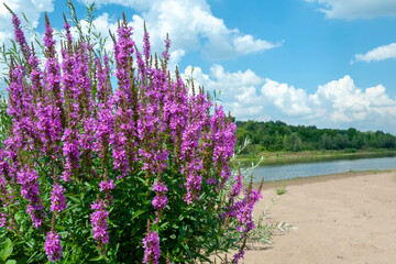 Derbennik ivolistny variety pink pearl on the sandy bank of the river. the concept of traditional...