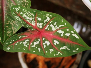 Variegated plants or beautifully shaped leaves outdoors in rare natural colors. is becoming popular and in demand.