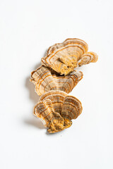 Trametes versicolor is a polypore mushroom, commonly known as turkey's tail. Isolated on white background.