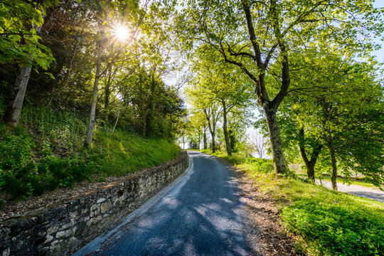 Tree path at Lautrec village