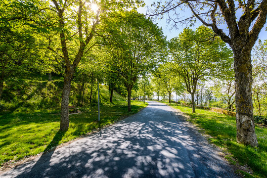 Tree path at Lautrec village