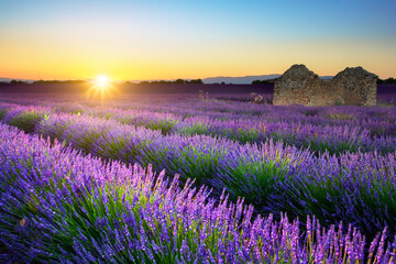 Obraz premium Lavender field and hut at sunset, Provence, France
