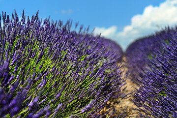 Lavender flowers during a sunny day