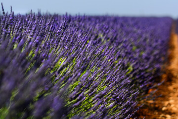 Lavender flowers during a sunny day