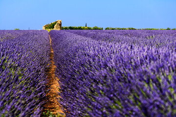 Old hut in lavender fields