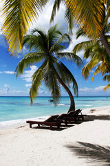 A beach with palm trees and white squeaks and sun beds for relaxing. Vacation at the sea. 