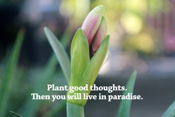 Inspirational quote - Plant good thoughts. Then you will live in paradise. With lily flower plant...