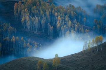 Autumn morning near a birch forest with fog in the valley
