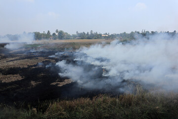 Fototapeta na wymiar Burning of stubble in paddy fields after harvesting