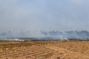 Fototapeta na wymiar Burning of stubble in paddy fields after harvesting