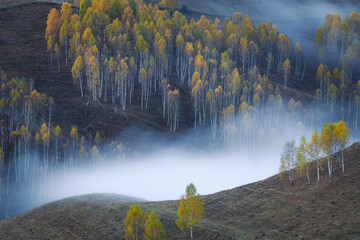  Beautiful autumn scene with a birch forest and fog throughout the valleys