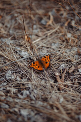 Fototapeta na wymiar An orange butterfly sits on dry grass.