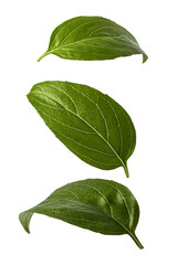 Fototapeta premium Basil leaves isolated on a white background.