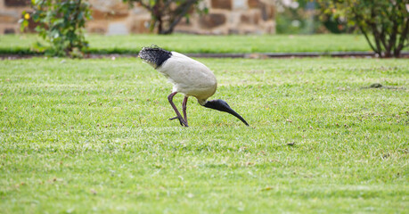 Australian ibis bird with a long beak and long legs found in a grass field