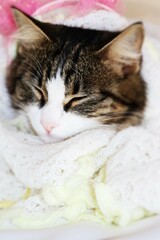 beautiful kitten close - up face