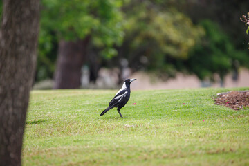 Australian magpie found in a park in Adelaide, South Australia, during spring