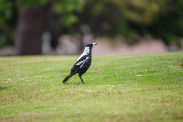 Australian magpie found in a park in Adelaide, South Australia, during spring