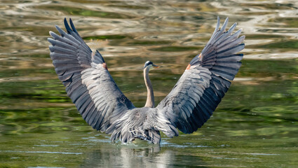 Great Blue Heron with Wings Up