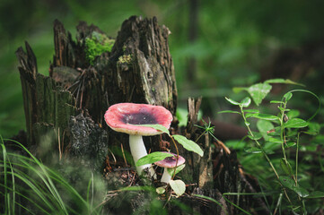 mushroom in the forest
