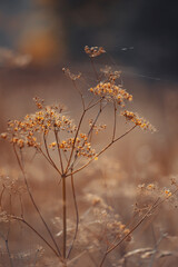 Dried flowers in an autumn field with cobwebs on them. Plants in a field with cobwebs.