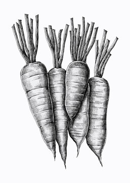 Five hand drawn carrots vector