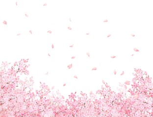 美しく華やかな満開の桜の花と花びら舞い散る春の白バックフレームベクター素材イラスト
