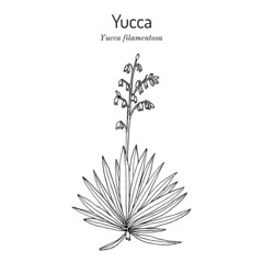 Adams needle and thread Yucca filamentosa , ornamental and edible plant - obrazy, fototapety, plakaty